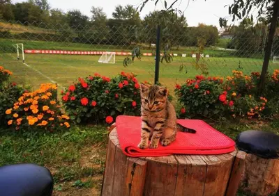 a kitten sitting on top of a wooden stump at Vikendica Delić Lukavac in Lukavac