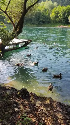 a group of ducks swimming in a lake at Kuca za odmor Una-Mia in Kulen Vakuf