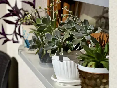 a row of potted plants sitting on a table at STENI Apartman in Doboj