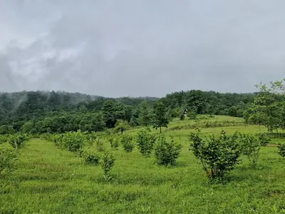 a field of apple trees in a field of grass at Villa Sunset in Podastrana