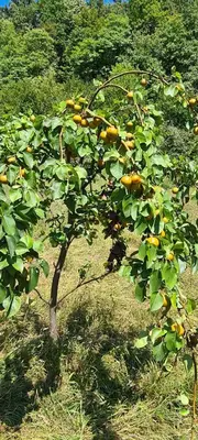 a tree with yellow fruits on it in a field at Villa Sunset in Podastrana