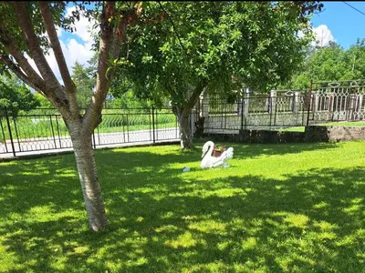 a duck sitting in the grass next to a tree at Apartman Ivo in Livno