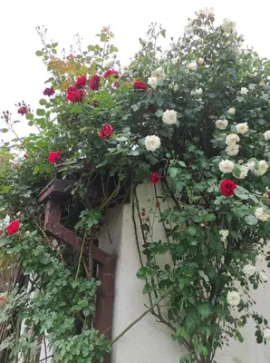 a flower box with red and white roses on a wall at Apartment Kraljevac in Visoko