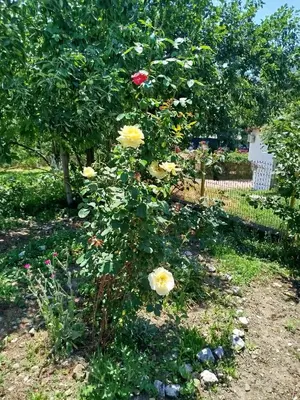 a rose bush with yellow and white flowers in a yard at Apartman Deni in Tuzla