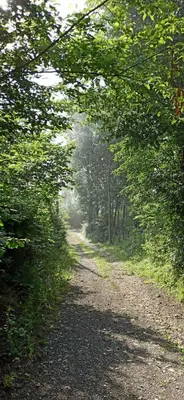 a dirt road with trees on either side at Vila Brdjanka in Šipovo