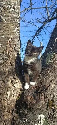 a cat sitting in the middle of a tree at Vila Brdjanka in Šipovo
