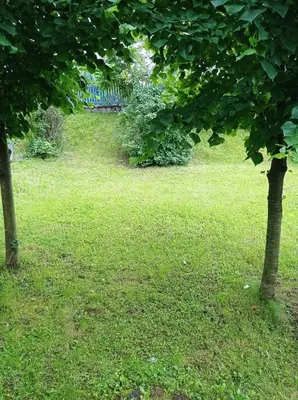 a green yard with two trees in the grass at Kuca za odmor Zlaja in Bihać