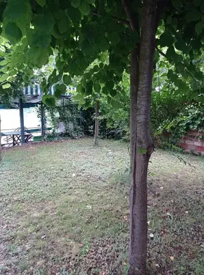 a tree standing next to a grass field at Kuca za odmor Zlaja in Bihać