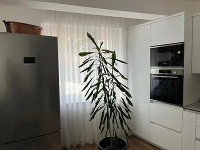 a plant in a kitchen next to a window at Apartman My Choice in Bihać