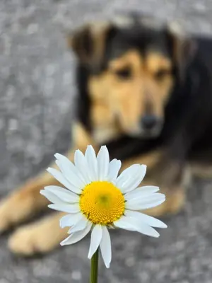 a dog laying down behind a white flower at Apartment Riverstone Retreat in Jajce