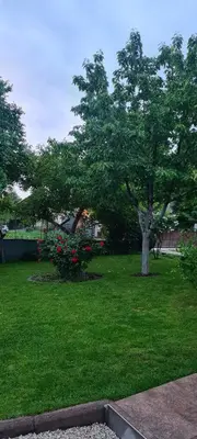 a tree in the middle of a yard with flowers at Prenoćište Dubravka in Livno