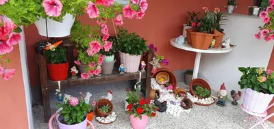 a bunch of potted plants and flowers on a shelf at Apartman Leon in Bihać