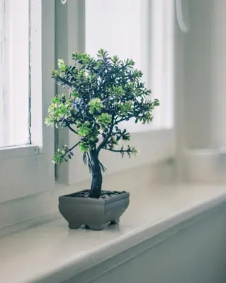 a small bonsai tree sitting on a window sill at Park Apartment in Visoko