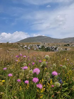 a field of flowers in a field with mountains in the background at Apartman Cincar in Livno