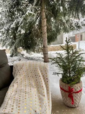 a plant in a pot sitting next to a tree at Farmhouse Dženi in Vlasic