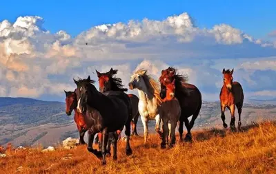 a group of horses running in a field at Apartman Dijana in Livno