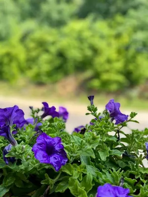 a bunch of purple flowers in a pot at Kuća za odmor Bilić in Sopot