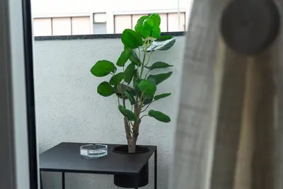 a plant sitting on a table next to a window at Lux Apartment III Prijedor in Prijedor