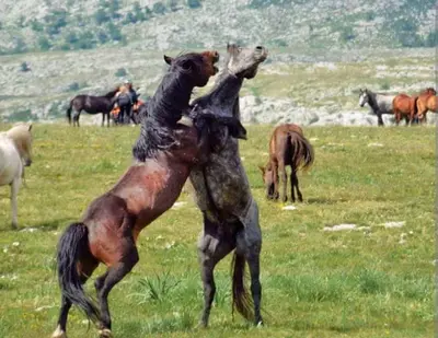 a horse standing on its back in a field with horses at Kupres, centar, apartman in Kupres