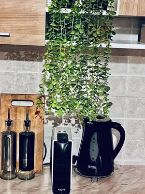 a black vase with a green plant in it at Cozy Cottage Vlašić in Vlasic