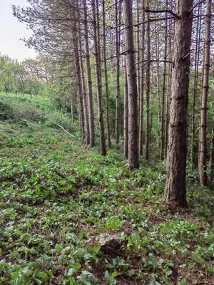 a forest filled with trees and green plants at Vikendica 