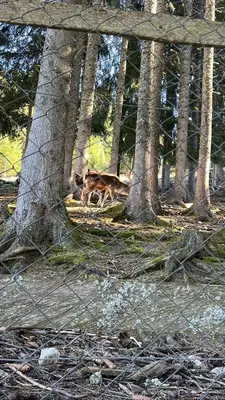 a dog laying in the grass next to trees at Apartman Vlašić Hary in Vlasic