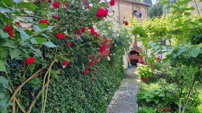 a garden with red roses growing on a hedge at Bosnien Old House in Travnik