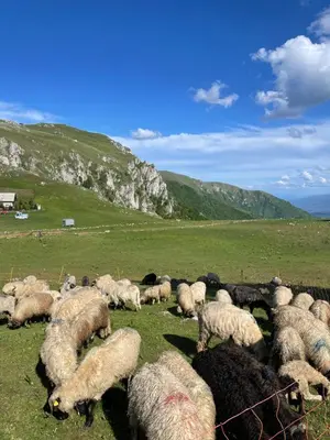 a herd of sheep grazing in a grassy field at Obiteljska oaza Vlašić in Vlasic