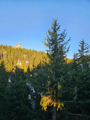 a group of trees with a mountain in the background at Apartman Flora Vlasic in Vlasic