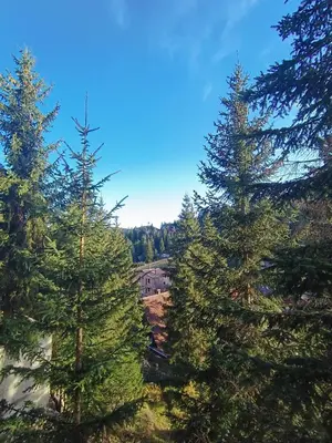 a group of pine trees with a house in the background at Apartman Flora Vlasic in Vlasic