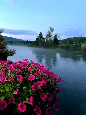 a bunch of pink flowers next to a river at Guest House Šobić in Šipovo