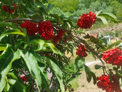 a bunch of red berries on a tree at Apartman Lena in Kupres