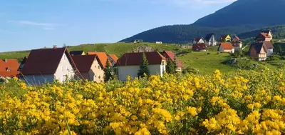 a group of houses in a field of yellow flowers at Apartman Lena in Kupres