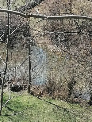 a body of water behind some trees and grass at Apartman Unac in Drvar