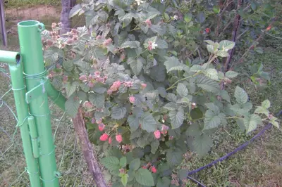 a bush with pink flowers is behind a fence at Resort Čokori in Banja Luka