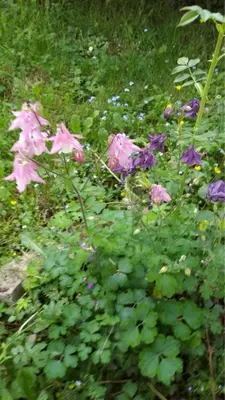 a group of pink flowers in a garden at Comfort house near pyramides in Visoko