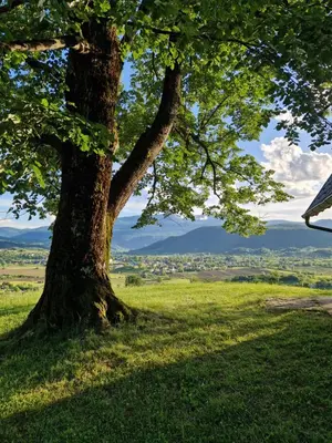 a tree in a grassy field with a view at Weekend House Sunset in Zapoljak