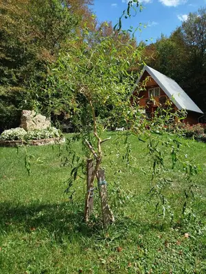 a small tree in the grass in front of a house at Vikendica Anastasija in Laktaši