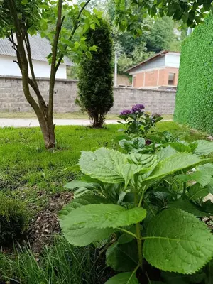 a garden with green plants in a yard at Kuća za odmor Majka in Fojnica