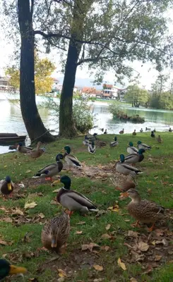 a bunch of ducks sitting on the grass by the water at Apartman DEA in Bihać
