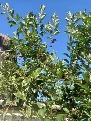 a tree with lots of leaves and berries on it at Studio apartman Nejra in Bihać