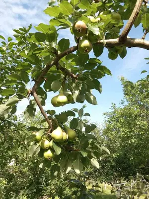 a bunch of apples hanging from a tree at Kuca za odmor Amber in Bihać