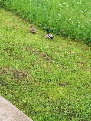 a couple of ducks standing in the grass at Kuca za odmor Amber in Bihać