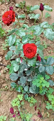 a group of red roses in a garden at Pyramid Holiday House in Visoko