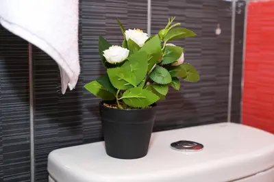 a potted plant sitting on top of a toilet at Apartman Kiko in Jajce