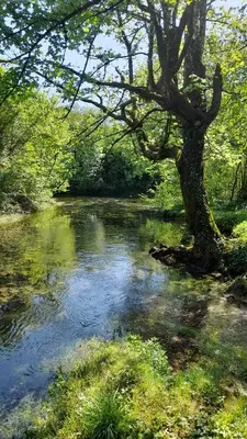 a river with a tree in the middle of it at Vikendica Davidović in Landeke