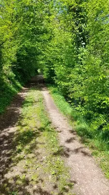 a dirt road with trees on both sides at Vikendica Davidović in Landeke