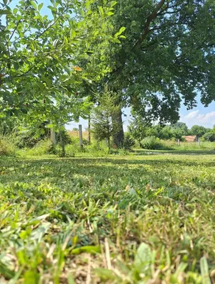 a field of grass with a tree in the background at GREEN MOON Breza in Breza