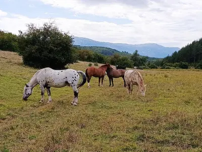 a group of horses grazing in a field at Vila Anamari in Livno