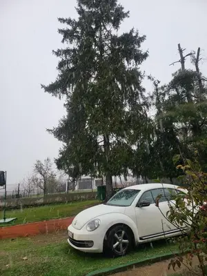 a white car parked next to a tree at VIKENDICA GARFILD SA BAZENOM i SAUNOM BANJA LUKA in Banja Luka